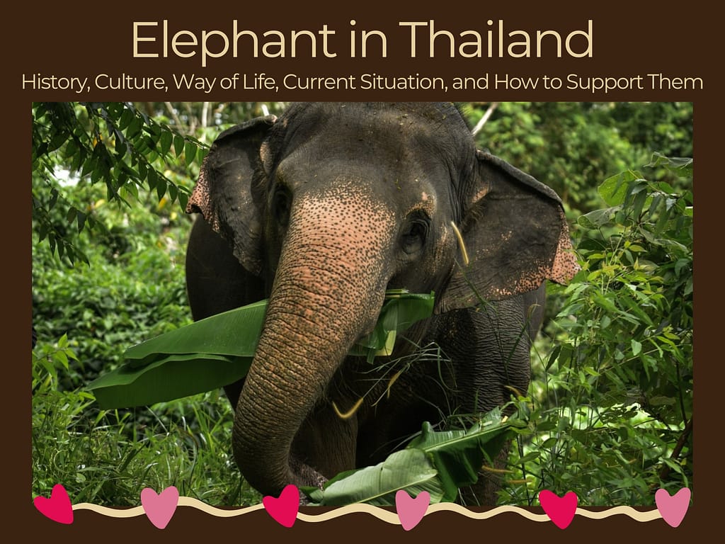 Pic - Elephant in Thailand - Best Phuket Travel
