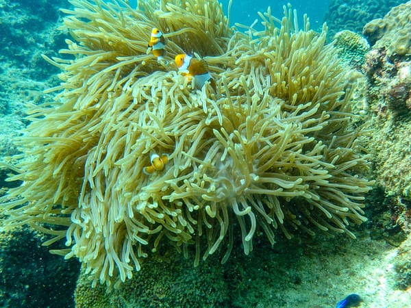 Pic - Sea Star - Phi Phi - Bamboo - Pileh - One Day Trip - Best Phuket Travel (7)