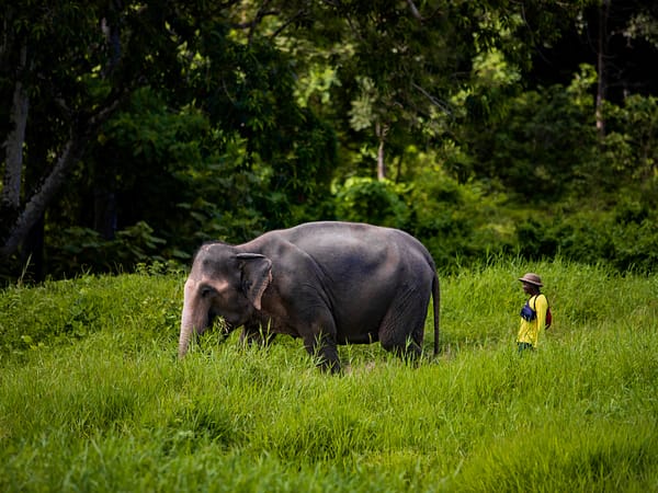 Pic - Bukit Elephant Park 3 - Best Phuket Travel