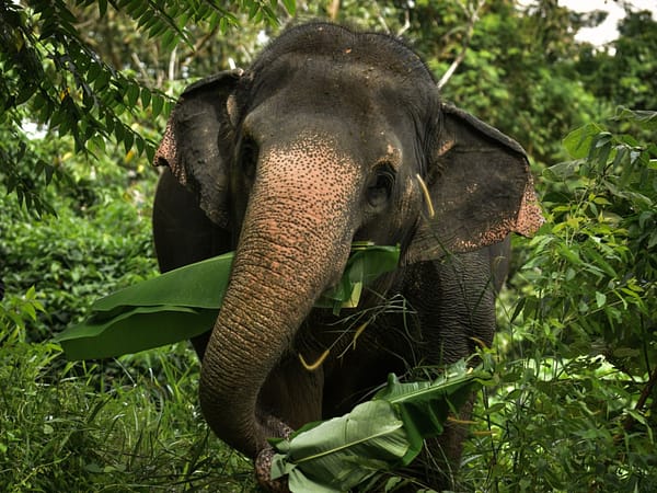 Pic - Watch Me - Elephant Jungle Sanctuary - Best Phuket Travel 4
