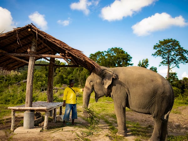 Pic - Bukit Elephant Park 4 - Best Phuket Travel