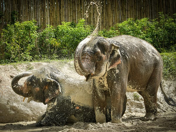 Pic - Watch Me - Elephant Jungle Sanctuary - Best Phuket Travel 2
