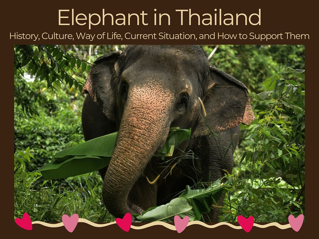 Elephant in Thailand - Best Phuket Travel