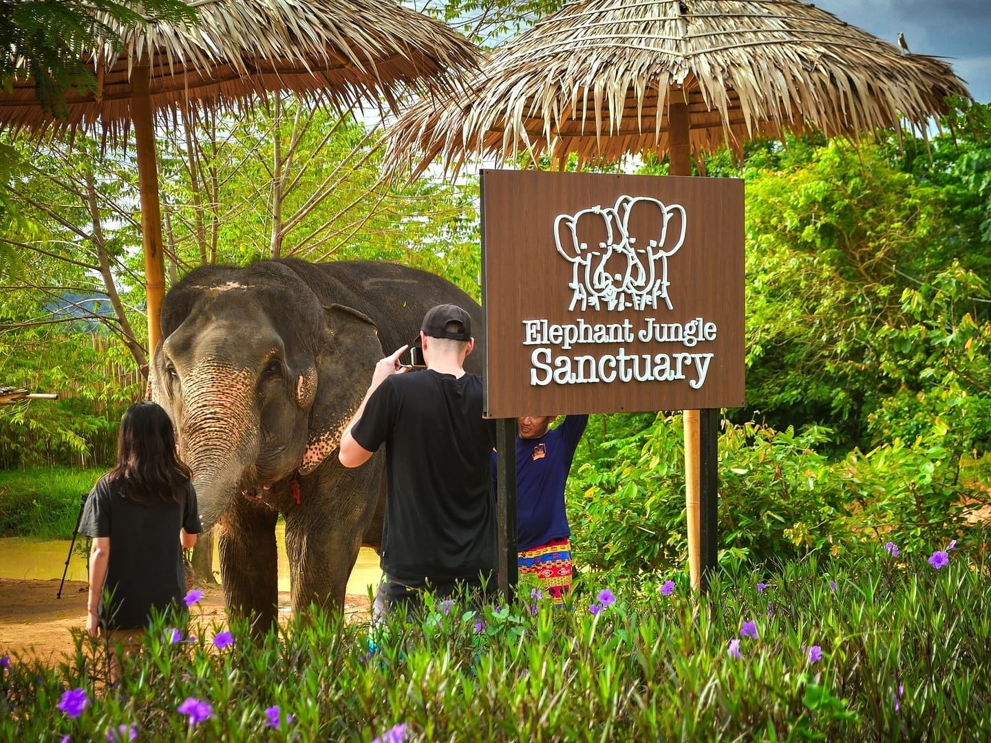 One Day Walk with Elephants - Elephant Jungle Sanctuary - Best Phuket ...
