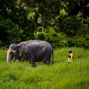 Bukit Elephant Park 3 - Best Phuket Travel