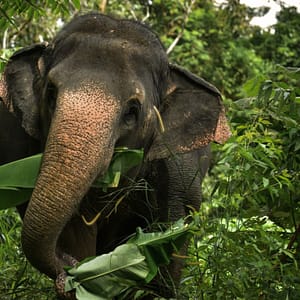 Watch Me - Elephant Jungle Sanctuary - Best Phuket Travel 4