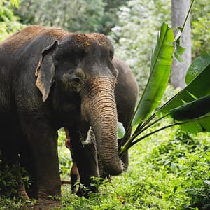 Elephant Jungle Santaury Phuket - Best Phuket Travel (4)