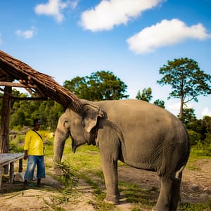 Bukit Elephant Park 4 - Best Phuket Travel