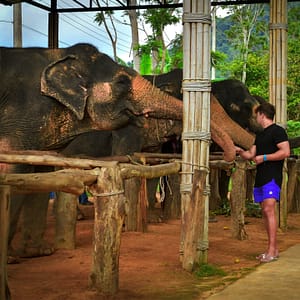 Elephant Jungle Santaury Phuket - Best Phuket Travel (14)