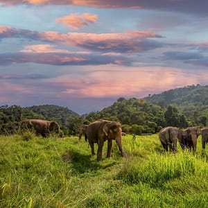 Bukit Elephant Park 1 - Best Phuket Travel