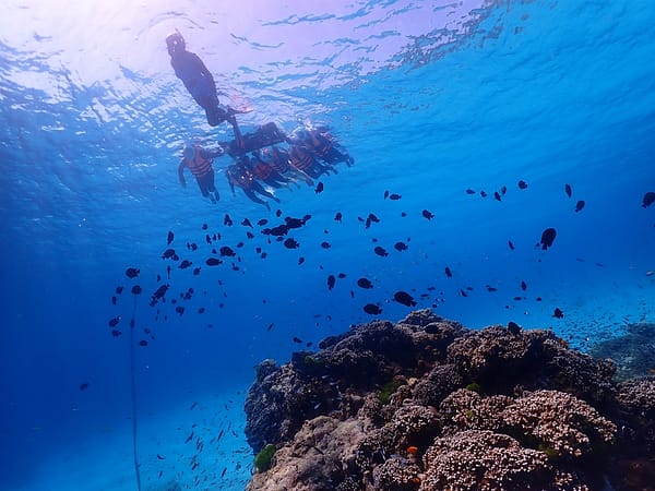 Similan - Sea Star - Best Phuket Travel (6)