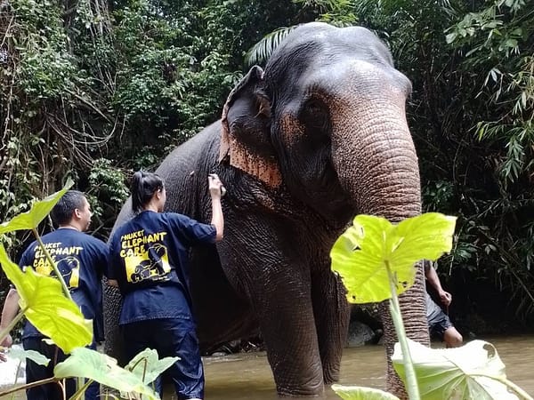 Anda Adventure - Elephant 1 - Best Phuket Travel