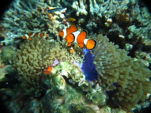 Similan - Sea Star - Best Phuket Travel (7)