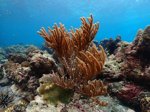 Sea Star - Lazy Phi Phi - Best Phuket Travel (3)