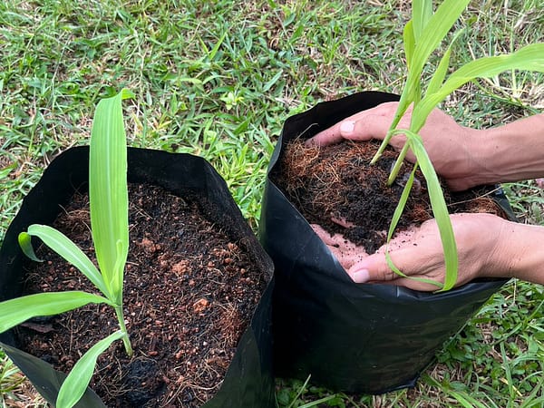 Planting 2 - Bukit Elephant Park - Best Phuket Travel