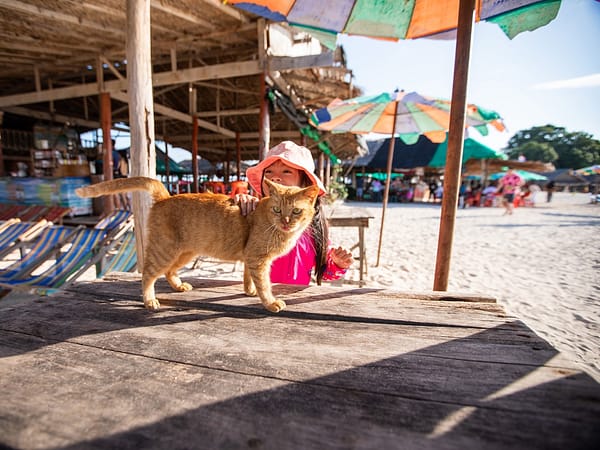 Sea Star - Phi Phi - Khai - Pileh - One Day Trip - Best Phuket Travel (7)