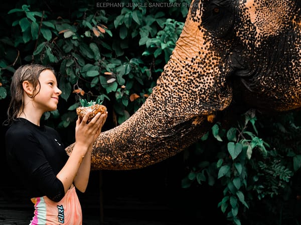 Elephant Jungle Santaury Phuket - Best Phuket Travel (7)