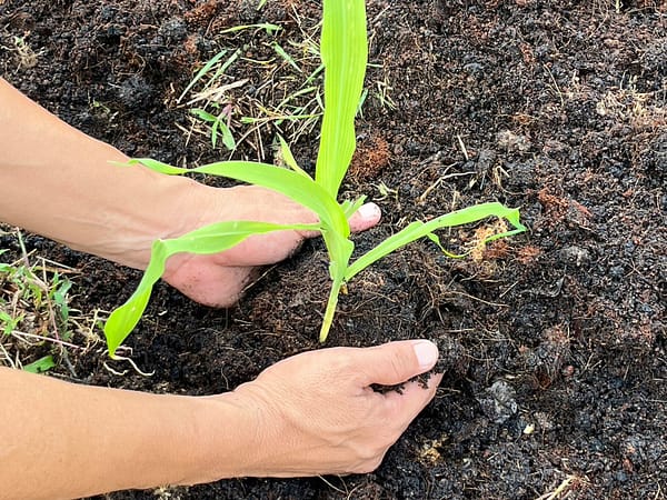 Planting 3 - Bukit Elephant Park - Best Phuket Travel