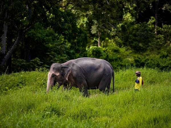 Bukit Elephant Park 3 - Best Phuket Travel