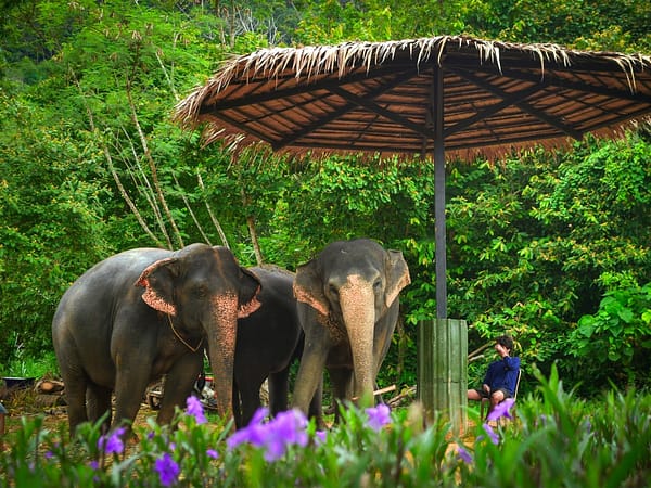 Elephant Jungle Santaury Phuket - Best Phuket Travel (12)