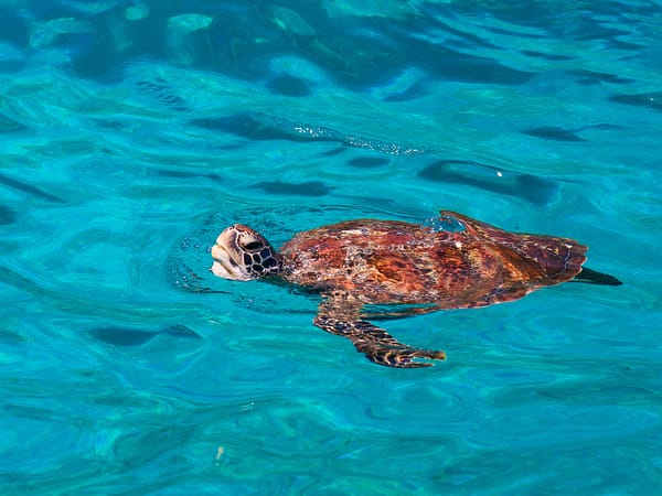 Similan - Sea Star - Best Phuket Travel (8)