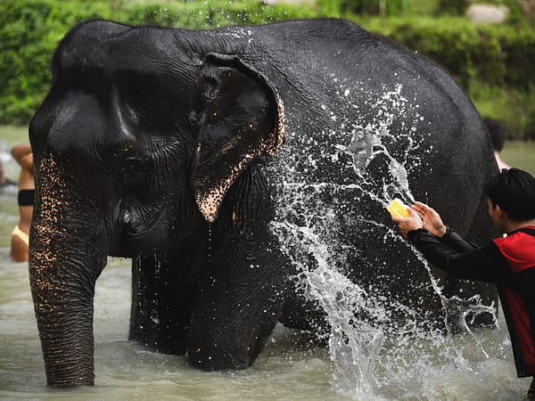 Elephant Jungle Santaury Phuket - Best Phuket Travel