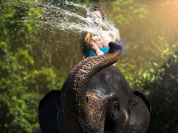 Elephant Bathing 2 - Khaosok Discovery - Best Phuket Travel