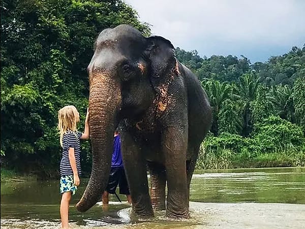 Elephant Bathing 5 - Khaosok Discovery - Best Phuket Travel