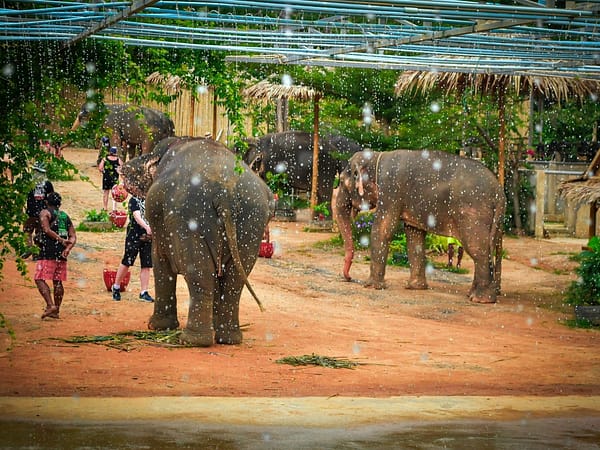 Elephant Jungle Santaury Phuket - Best Phuket Travel (9)