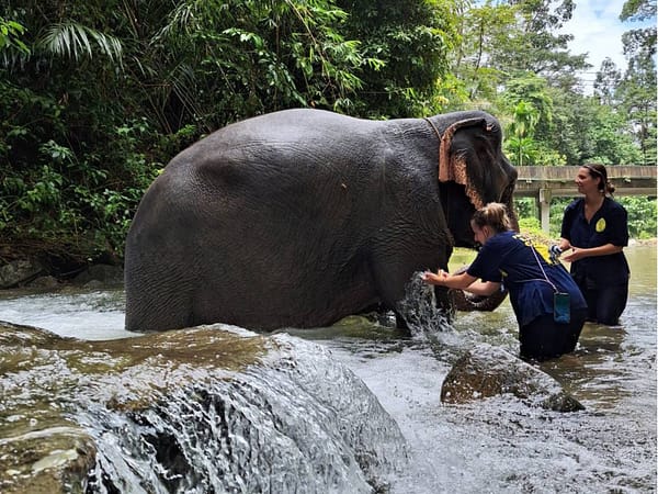 Anda Adventure - Elephant 2 - Best Phuket Travel