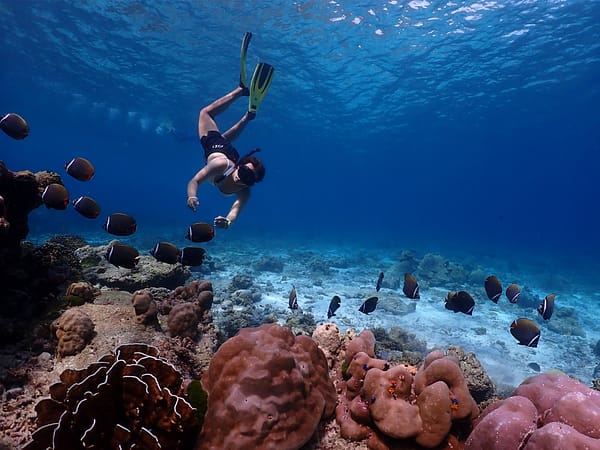 Similan - Sea Star - Best Phuket Travel (5)