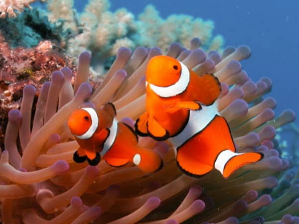 All4Diving 4 - Best Phuket Travel