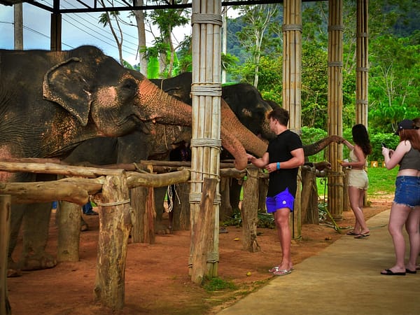 Elephant Jungle Santaury Phuket - Best Phuket Travel (14)