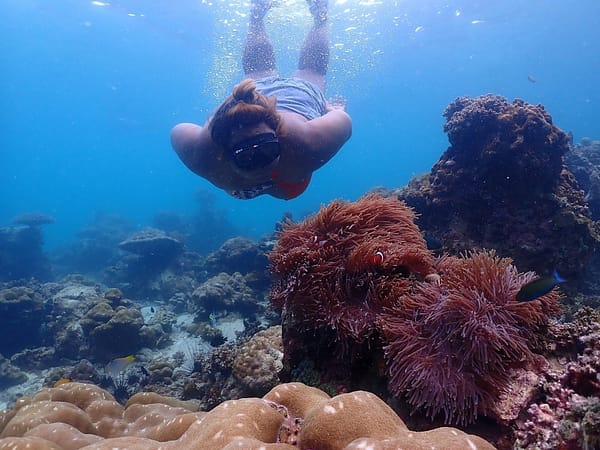 Sea Star - Lazy Phi Phi - Best Phuket Travel (4)