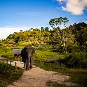Pic - Bukit Elephant Park 2 - Best Phuket Travel