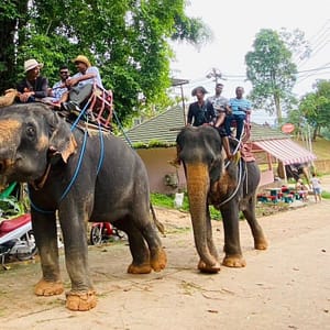 Pic - City Tour - Elephant 3 - Chummy - Best Phuket Travel