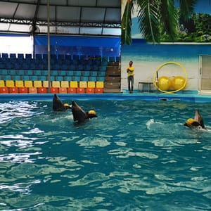Pic - City Tour - Dolphin Show - Chummy - Best Phuket Travel