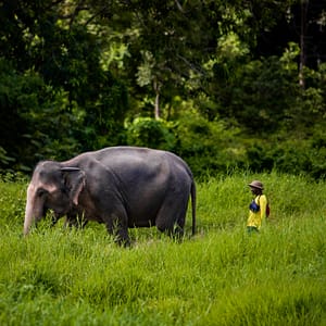 Pic - Bukit Elephant Park 3 - Best Phuket Travel