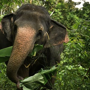 Pic - Watch Me - Elephant Jungle Sanctuary - Best Phuket Travel 4
