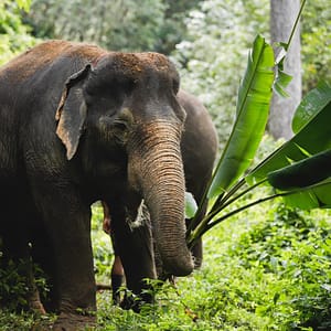 Pic - Elephant Jungle Santaury Phuket - Best Phuket Travel (4)