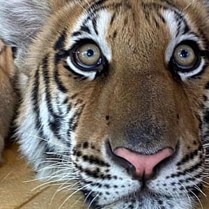 Pic - City Tour - Tiger 1 - Chummy - Best Phuket Travel