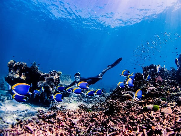 Pic - Wow Andaman - Similan Island (5) - Best Phuket Travel