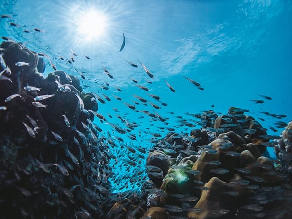 Pic - Wow Andaman - Similan Island (4) - Best Phuket Travel