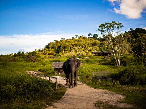 Pic - Bukit Elephant Park 2 - Best Phuket Travel