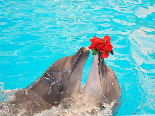 Dolphins Bay Phuket 2 - Best Phuket Travel