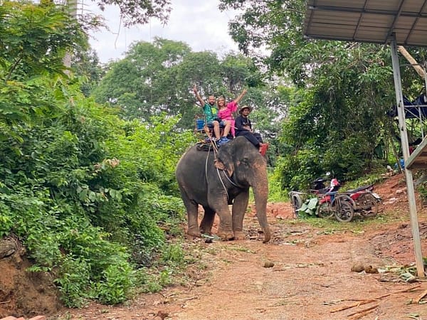 Pic - City Tour - Elephant 1 - Chummy - Best Phuket Travel