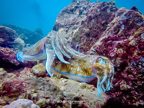 Pic - Surin islands - Siam Adventure World - Best Phuket Travel 5