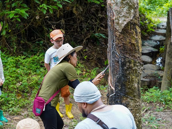 Pic - Rubber Tapping Demo 2 - Bukit Elephant Park - Best Phuket Travel