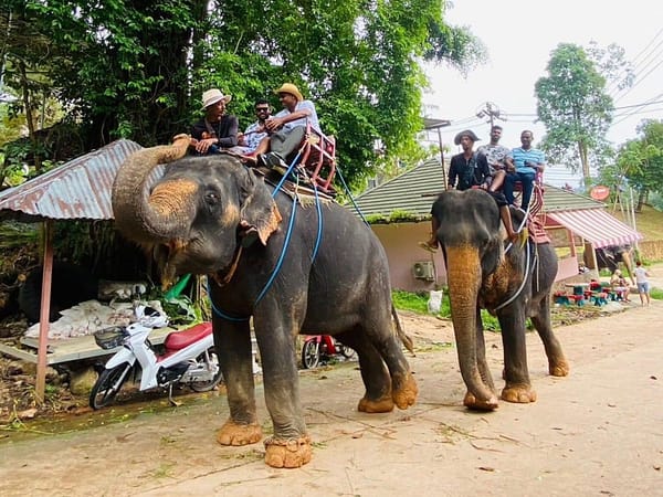 Pic - City Tour - Elephant 3 - Chummy - Best Phuket Travel