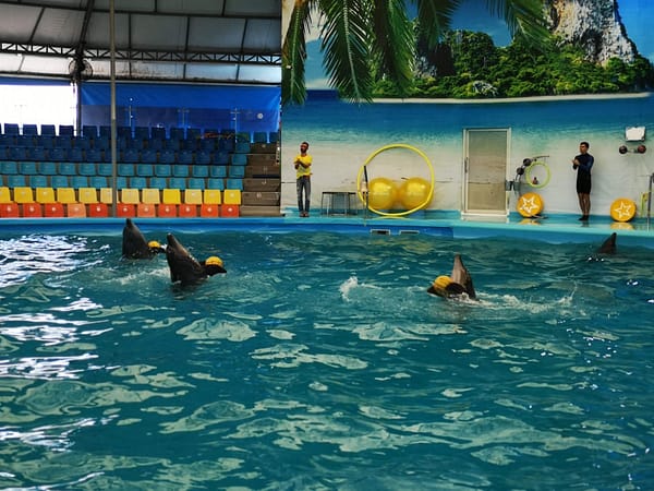 Pic - City Tour - Dolphin Show - Chummy - Best Phuket Travel